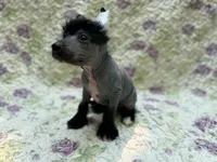 Dumbo, Ch sired , a male Chinese Crested for sale in Lexington, KY – 3 of 6