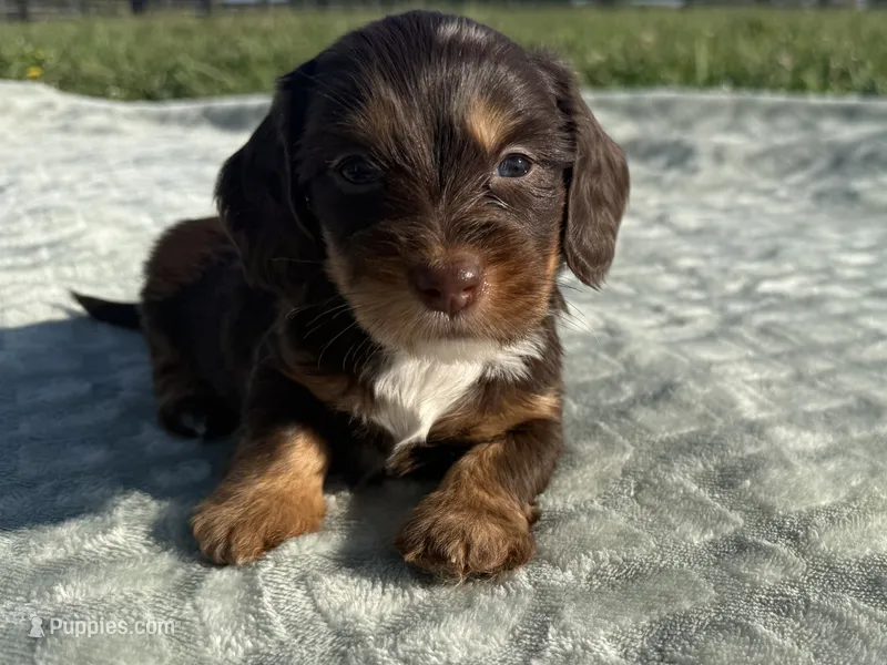 Molly  – Dachshund, Miniature Dachshund puppy on hold in Lexington, KY