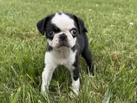 Panda, a female Pug for sale in Lexington, KY – 4 of 6