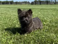 Fiona , a female Cairn Terrier for sale in Lexington, KY – 5 of 8