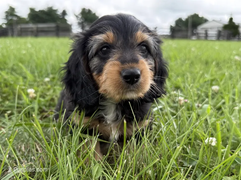 Burt-read description  – Dachshund, Miniature Dachshund puppy on hold in Lexington, KY