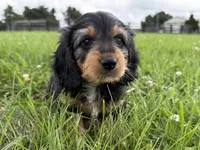 Burt-read description , a male Dachshund and Miniature Dachshund for sale in Lexington, KY – 1 of 6