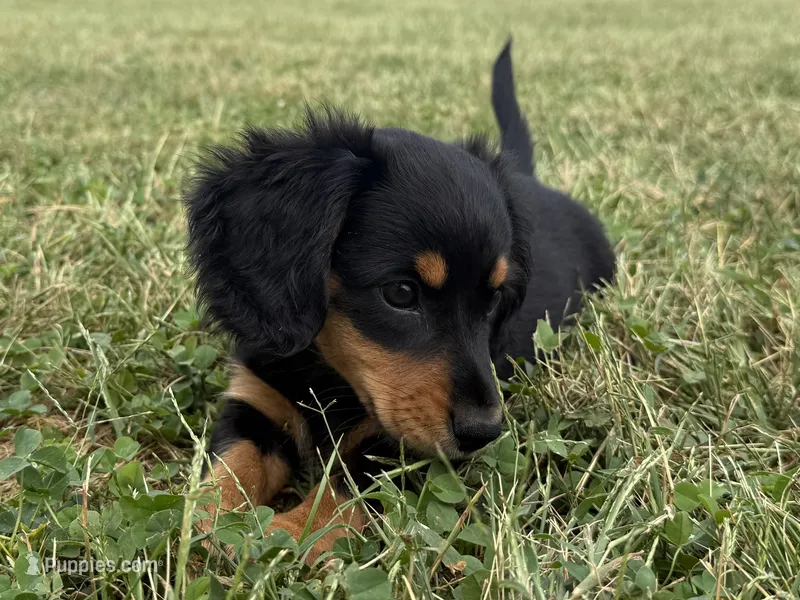 Molly-AKc  – Dachshund, Miniature Dachshund puppy for sale in Lexington, KY