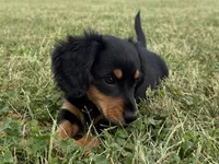 Molly-AKc , a female Dachshund and Miniature Dachshund for sale in Lexington, KY – 1 of 5