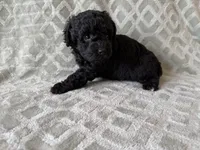 Pete , a male Poodle - Miniature  for sale in Lexington, KY – 4 of 5