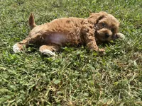Teddy , a male Cockapoo for sale in Lexington, KY – 6 of 7