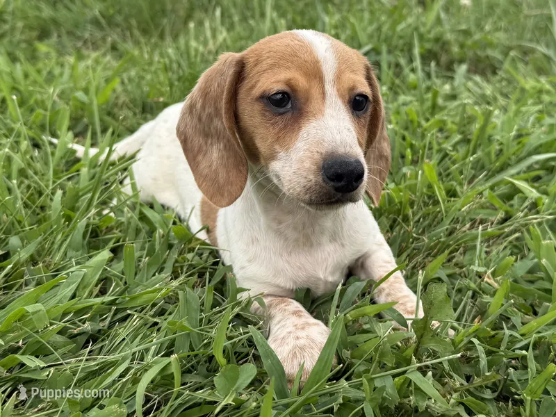 Parker  – Dachshund, Miniature Dachshund puppy for sale in Lexington, KY