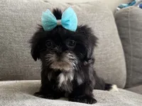 Betty , a female Shih Tzu for sale in Lexington, KY – 4 of 6