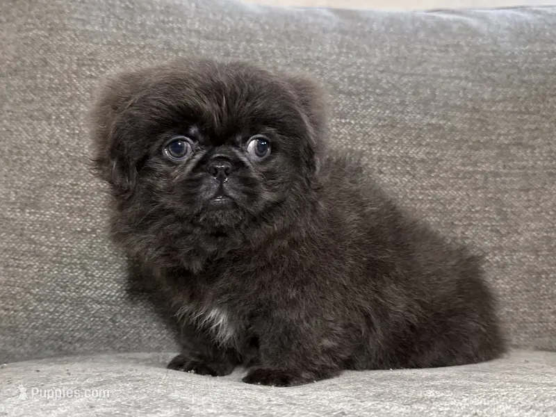 Willie – Pekingese puppy on hold in Lexington, KY