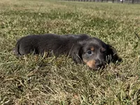 Zolo, a male Dachshund and Miniature Dachshund for sale in Lexington, KY – 6 of 8