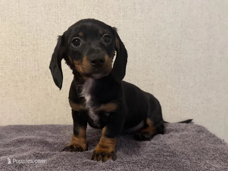 Trinity , a male Dachshund and Miniature Dachshund for sale in Lexington, KY – Photo 1 of 4