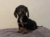 Trinity , a male Dachshund and Miniature Dachshund for sale in Lexington, KY – Photo 2 of 4