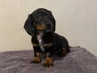 Trinity , a male Dachshund and Miniature Dachshund for sale in Lexington, KY – Photo 3 of 4