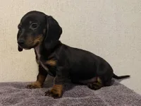 Trinity , a male Dachshund and Miniature Dachshund for sale in Lexington, KY – Photo 4 of 4