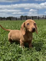 Queenie, a female Dachshund and Miniature Dachshund for sale in Lexington, KY – 7 of 7