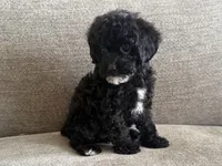Roxanne , a female Poodle - Toy  and Poodle - Miniature  for sale in Lexington, KY – 6 of 7