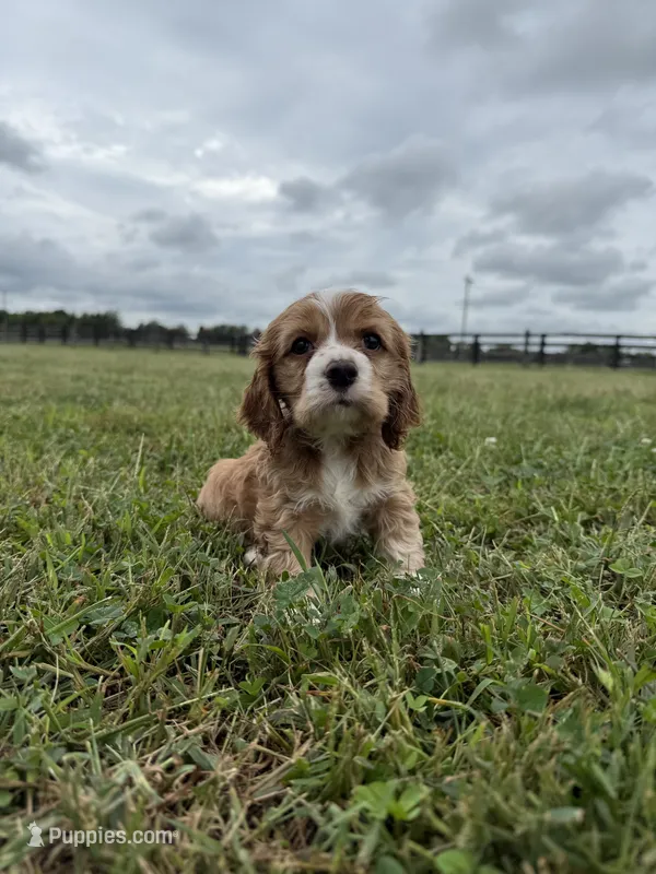 Lady – Cocker Spaniel puppy for sale in Lexington, KY