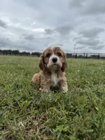 Lady, a female Cocker Spaniel for sale in Lexington, KY – 1 of 5