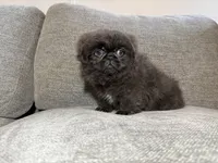 Willie, a male Pekingese for sale in Lexington, KY – 2 of 5