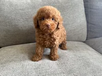 Boris, a male Poodle - Toy  and Poodle - Miniature  for sale in Lexington, KY – 3 of 5
