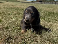 Zolo, a male Dachshund and Miniature Dachshund for sale in Lexington, KY – 4 of 8