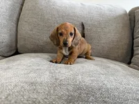 Daisy, a female Dachshund and Miniature Dachshund for sale in Lexington, KY – 5 of 5