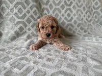 Peaches , a female Poodle - Miniature  for sale in Lexington, KY – 4 of 5