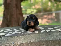 Barrel, a male Dachshund and Miniature Dachshund for sale in Lexington, KY – 4 of 4