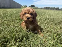 Teddy , a male Cockapoo for sale in Lexington, KY – 1 of 7