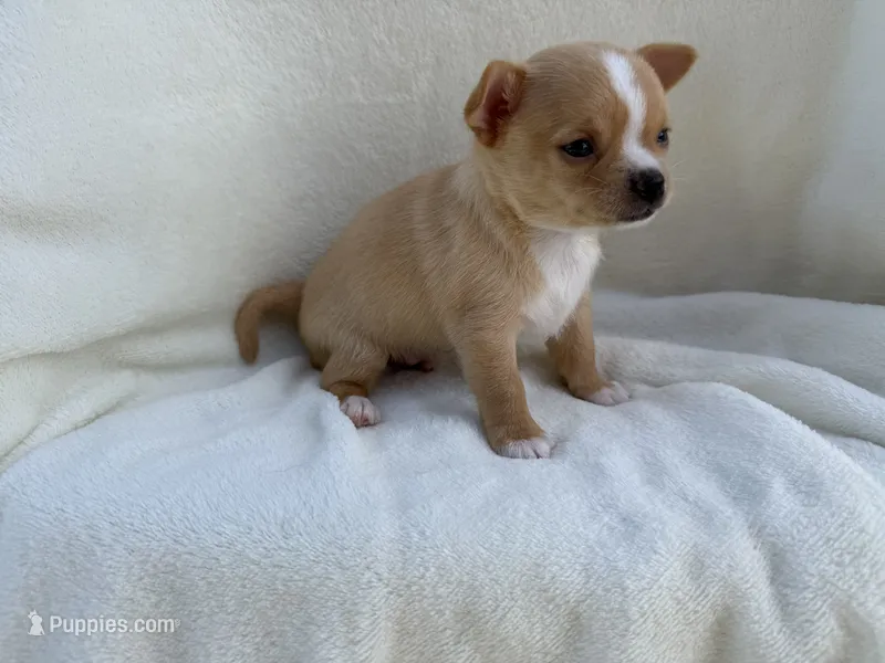 Charlie  – Chihuahua puppy for sale in Lexington, KY