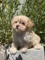 Dixie, a female Maltipoo for sale in Lexington, KY – 5 of 5