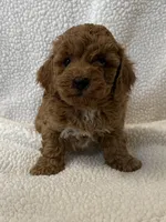 Charlie , a male Poodle - Miniature  for sale in Lexington, KY – Photo 1 of 5