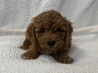 Charlie , a male Poodle - Miniature  for sale in Lexington, KY – Photo 2 of 5