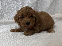 Charlie , a male Poodle - Miniature  for sale in Lexington, KY – Photo 4 of 5