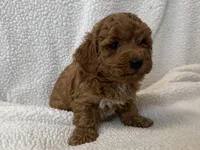 Charlie , a male Poodle - Miniature  for sale in Lexington, KY – Photo 5 of 5