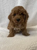 Charlie , a male Poodle - Miniature  for sale in Lexington, KY – Photo 3 of 5