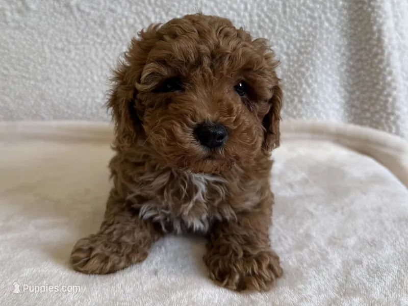 Charlie  – Poodle - Miniature  puppy for sale in Lexington, KY