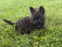 Fiona , a female Cairn Terrier for sale in Lexington, KY – 4 of 8