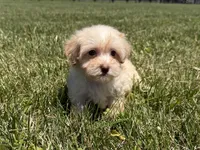 Dixie, a female Maltipoo for sale in Lexington, KY – 3 of 5