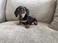 Walker , a male Dachshund and Miniature Dachshund for sale in Lexington, KY – 6 of 6