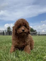 Redman , a male Poodle - Miniature  for sale in Lexington, KY – Photo 2 of 3