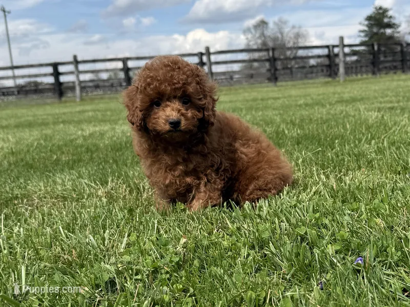 Redman  – Poodle - Miniature  puppy for sale in Lexington, KY