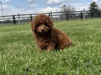Redman , a male Poodle - Miniature  for sale in Lexington, KY – Photo 1 of 3