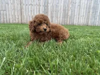 Redman , a male Poodle - Miniature  for sale in Lexington, KY – Photo 3 of 3