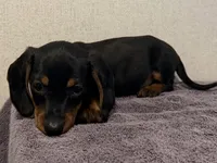 Todd, a male Dachshund and Miniature Dachshund for sale in Lexington, KY – Photo 2 of 3