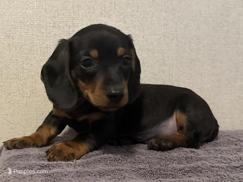 Todd, a male Dachshund and Miniature Dachshund for sale in Lexington, KY – Photo 1 of 3