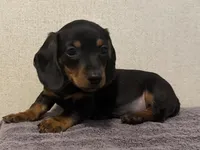 Todd, a male Dachshund and Miniature Dachshund for sale in Lexington, KY – Photo 1 of 3