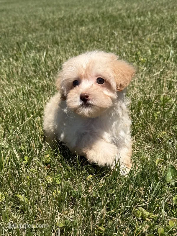 Dixie – Maltipoo puppy for sale in Lexington, KY