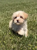 Dixie, a female Maltipoo for sale in Lexington, KY – 1 of 5
