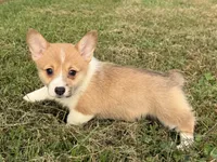 Irene , a female Pembroke Welsh Corgi for sale in Lexington, KY – 3 of 6